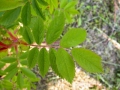 R. acicularis nipponensis